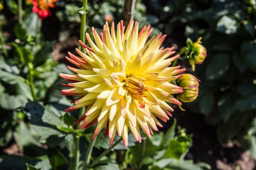 colorful dahlia flowers in a riot of colors