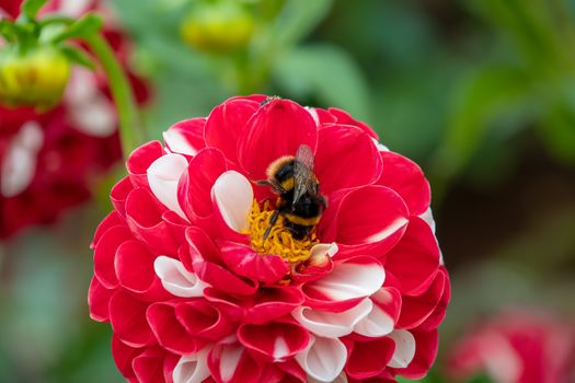 Bee collecting pollen on a large red and white Dahlia flower bloom