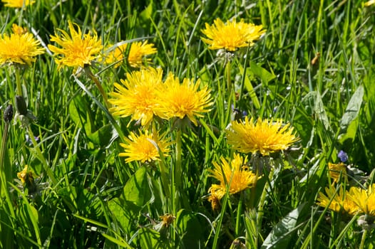 dandelions growing wild on a sunny day