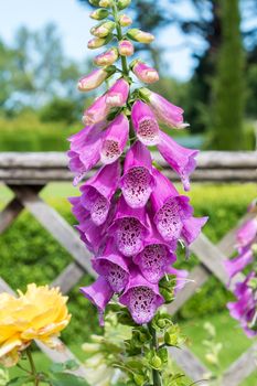 Digitalis Vesuvius known as Foxglove flowers