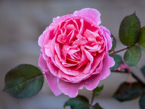 Pink English shrub rose