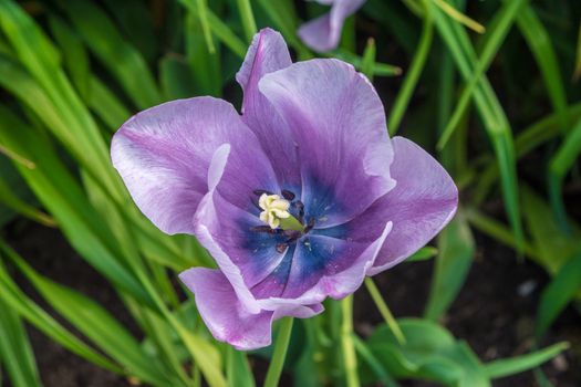 Close view of a wide open tulip flower