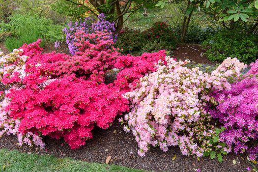 Rhododendron bushes growing with multiple colours