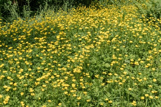 Wild buttercup flowers in a meadow