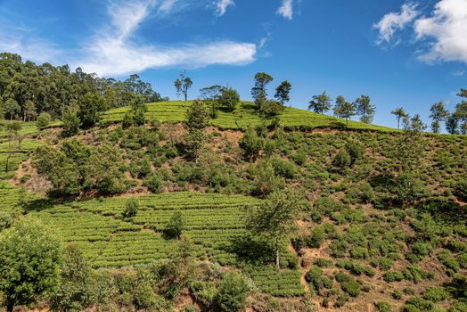 Nyura Ellia, Sri Lanka,: tea plantation