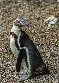UK, Dudley Zoo - July 2015: Humbolt penguin in captivity