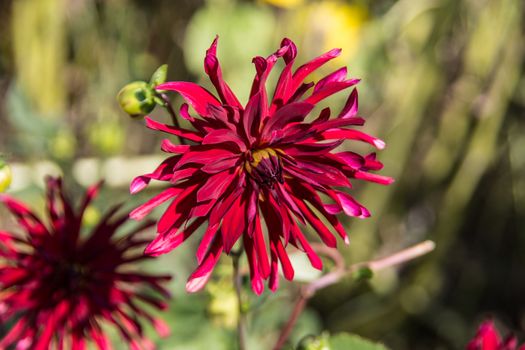 red dahlias in bloom