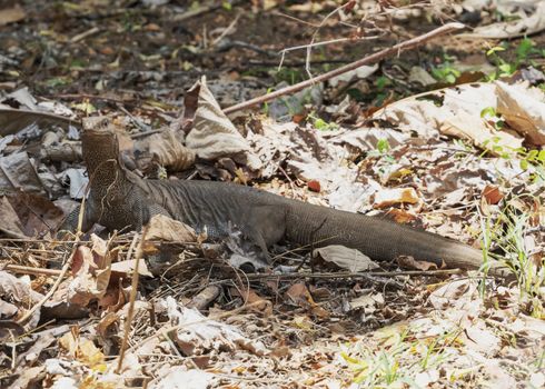 Sri lanka, Sept 2015: Monitor Lizard in undergrowth