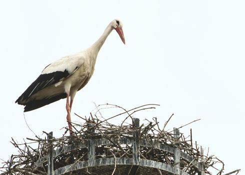 France, Colmar - June 2015: White Stork nesting