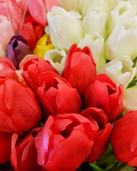 AMSTERDAM, Feb 2018 - Bunches of Tulips in closeup, red, white, pink, yellow, purple