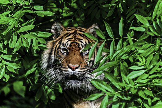 UK, Dudley - July 2015: Male tiger in a tree