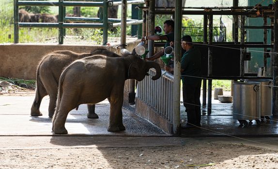 Sri Lanka, - Sept 2015: Young elephants race to be first in the queue during feeding time at at the Udewalawe, Elephant transit home 