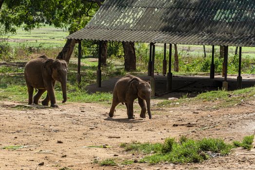 Sri Lanka, - Sept 2015:  Young elephants arrive for feeding time at at the Udewalawe, Elephant transit home 
