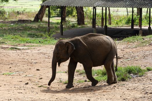 Sri Lanka, - Sept 2015: Young elephant at the Udewalawe, Elephant transit home