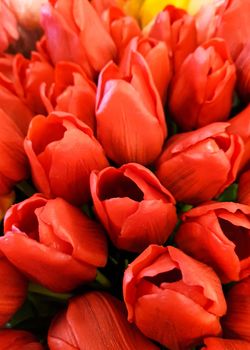 AMSTERDAM, Feb 2018 - Bunches of Tulips in closeup, Red and orange
