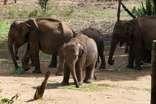 Sri Lanka, - Sept 2015: Young elephants gather together into a herd after feeding time at at the Udewalawe, Elephant transit home
