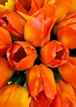 AMSTERDAM, Feb 2018 - Bunches of Tulips in closeup, orange, yellow