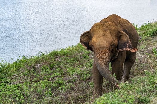 Sri Lanka, - Sept 2015:  Elephant at the road side begging for food from tourists on the border of Udewalawe national park