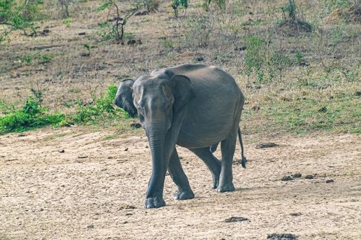Sri Lanka, - Sept 2015: Elephant walking in Udewalawe national park