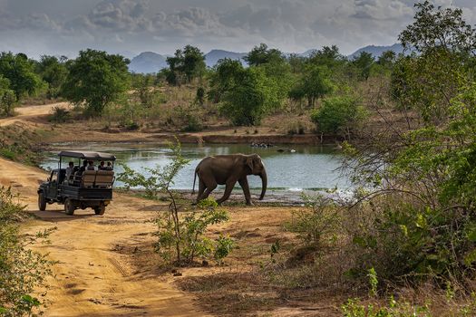 Sri Lanka, - Sept 2015:  Elephant walking past a Safari Jeep in Udewalawe national park