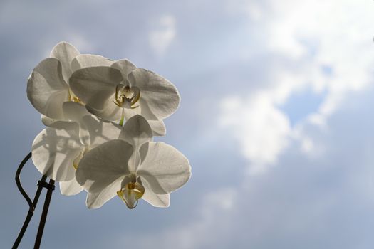 UK, JUJNE 2015: White Orchid Spray - background  of blue sky & clouds