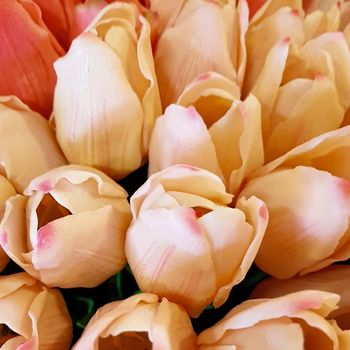 AMSTERDAM, Feb 2018 - Bunches of Tulips in closeup, peach, pink