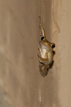 Sri lanka, Sept 2015:  Polypedates cruciger, whipping frog sticks to a wall