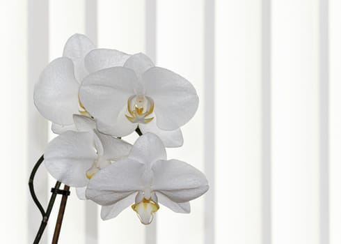 UK, JUNE 2015: 
White Orchid Spray - white striped background