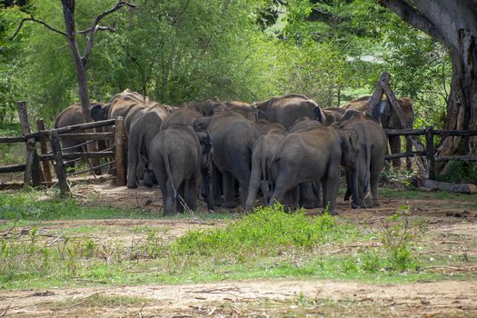 Sri Lanka, - Sept 2015: Herd of young elephants leaving after, feeding time at at the Udewalawe, Elephant transit home