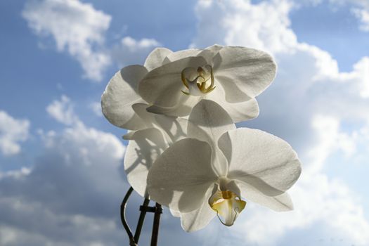 UK, JUJNE 2015: White Orchid Spray - background  of blue sky & clouds