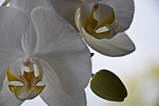 UK, JUNE 2015: White Orchid - close up