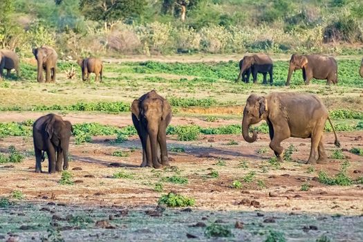 Sri Lanka, - Sept 2015:  Elephant herd scattered across the plains in Udewalawe national park