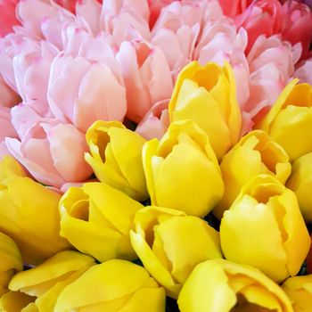 AMSTERDAM, Feb 2018 - Bunches of Tulips in closeup, yellow, pink, red