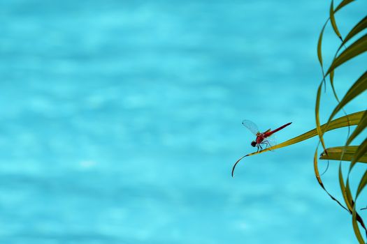 Udewalewe, Sri Lanka, Aug 2015:  Red dragonfly perched on a leaf overlooking blue water