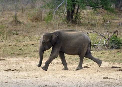 Sri Lanka, - Sept 2015: Elephant walking n Udewalawe national park
