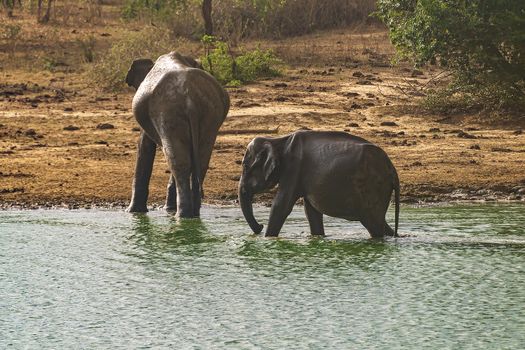Sri Lanka, - Sept 2015: Mother elephant and calf leaving the watering hole in Udewalawe national park