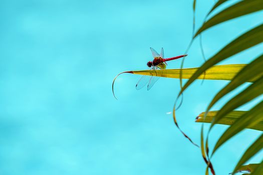 Udewalewe, Sri Lanka, Aug 2015:  Red dragonfly perched on a leaf overlooking blue water