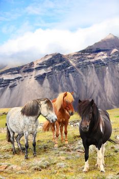 Icelandic Horses on Iceland nature landscape. Beautiful Icelandic horse standing on field in nature landscape with mountains. Iceland travel and tourism.