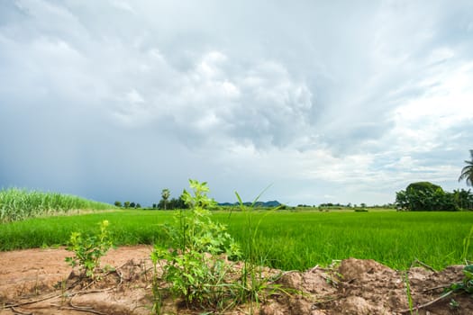 Green rice field in a cloudy day Sukhothai Province, Thailand