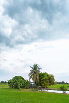 Green rice field in a cloudy day Sukhothai Province, Thailand