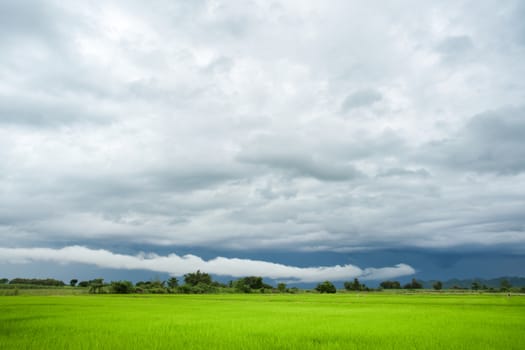 Green rice field in a cloudy day Sukhothai Province, Thailand