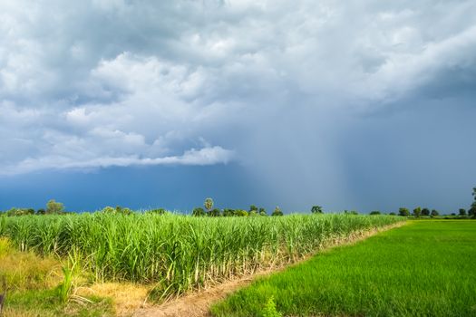 Sugarcane Field with green rice field in a cloudy day Sukhothai Province, Thailand