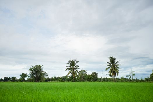 Green rice field with minimal tree in a cloudy day Sukhothai Province, Thailand