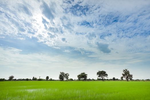 Green rice field with minimal tree in a cloudy day Sukhothai Province, Thailand