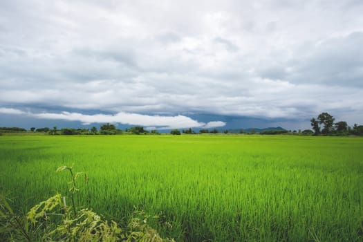 Green rice field in a cloudy day Sukhothai Province, Thailand