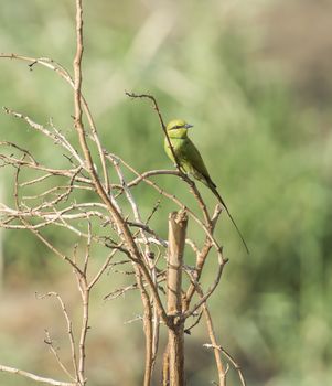 Wild Little Green Bee-eater bird merops orientalis perched on a branch in bush