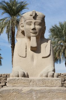 Ancient sphinx at the entrance to Luxor temple in Egypt