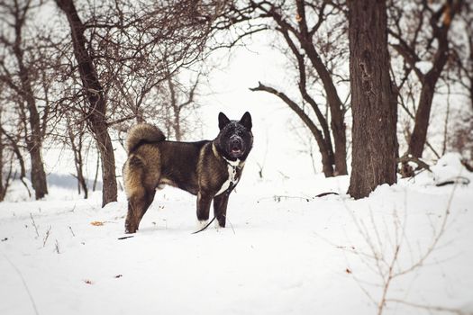 Alaskan Malamute dark color in the natural environment walking in the snow