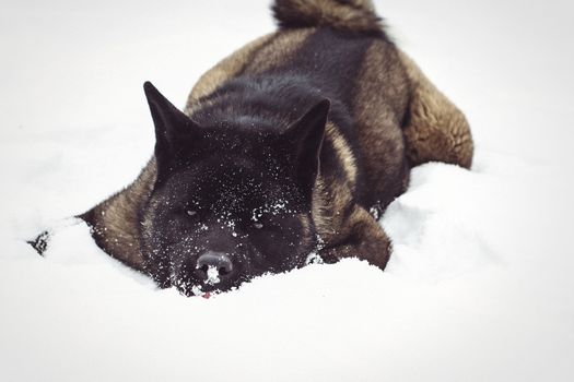 Alaskan Malamute dark color in the natural environment walking in the snow