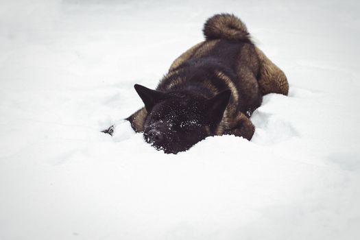 Alaskan Malamute dark color in the natural environment walking in the snow